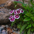dianthus-barbatus-purple-picotee
