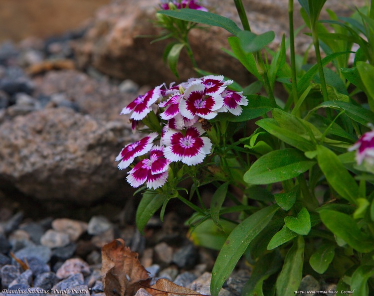 dianthus-barbatus-purple-picotee.jpg