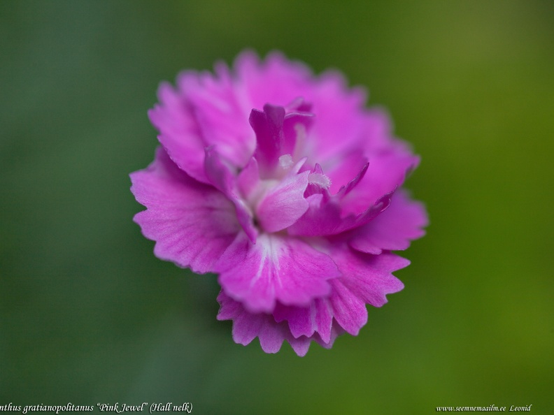 dianthus-gratianopolitanus-pink