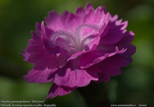 dianthus-gratianopolitanus-pink-jewel