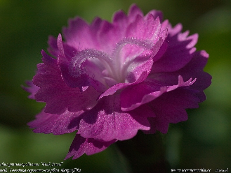 dianthus-gratianopolitanus-pink-jewel