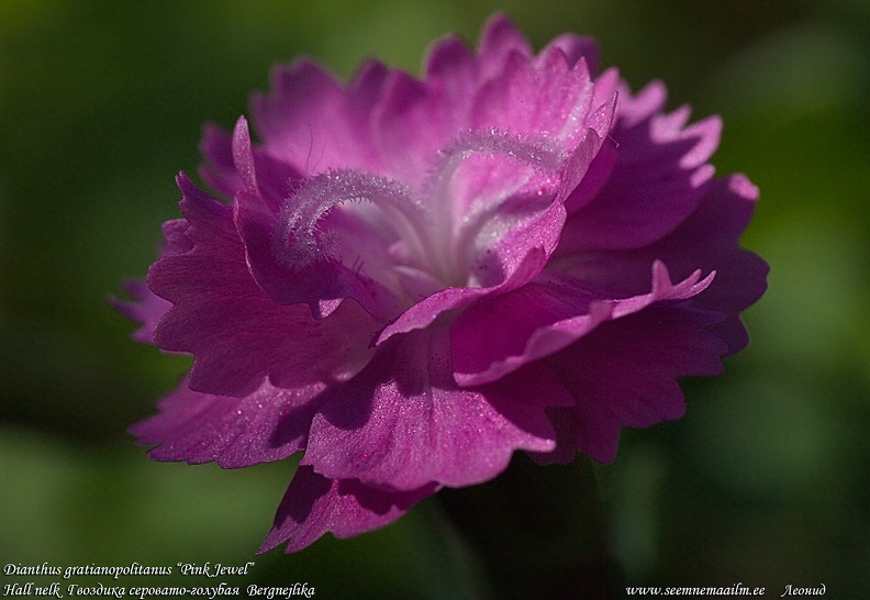 dianthus-gratianopolitanus-pink-jewel.jpg