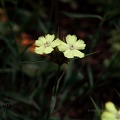 dianthus knappii
