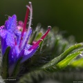 echium-vulgare-ussikeel-blueweed-blaeld