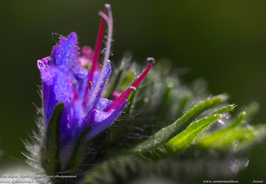 echium-vulgare-ussikeel-blueweed-blaeld