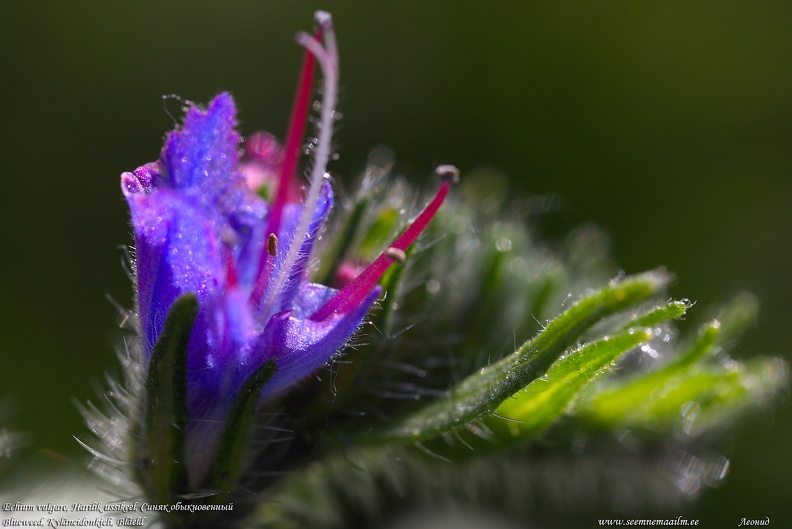 echium-vulgare-ussikeel-blueweed-blaeld.jpg