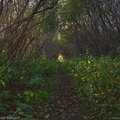 emajoe-allee
