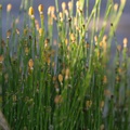 equisetum-variegatum