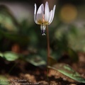 erythronium dens-canis whitesplendour