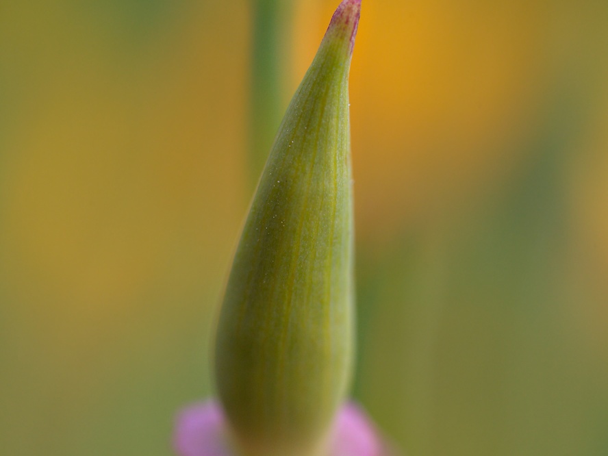 eschscholzia-californica-laanemagun