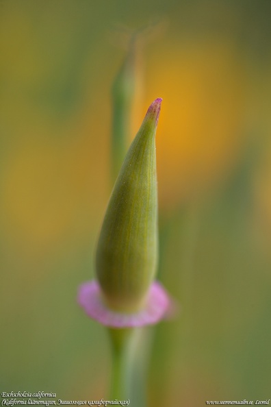 eschscholzia-californica-laanemagun.jpg