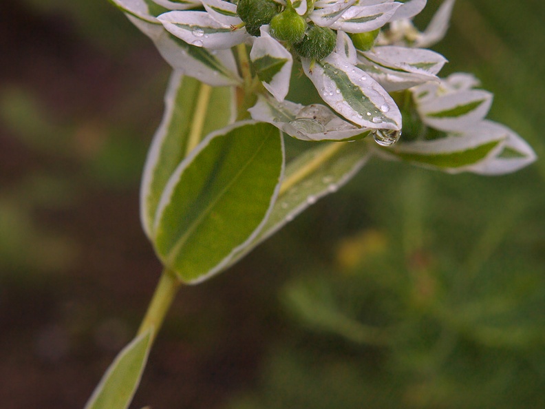 euphorbia-marginata-piimalill
