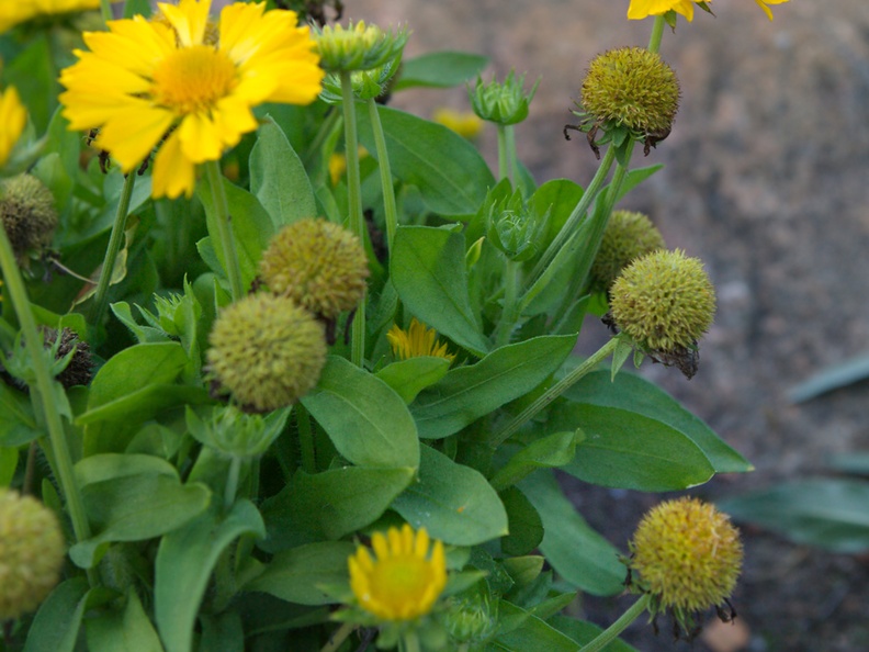 gaillardia-grandiflora-mesa-yellow