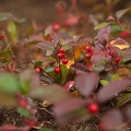 gaultheria-procumbens-october
