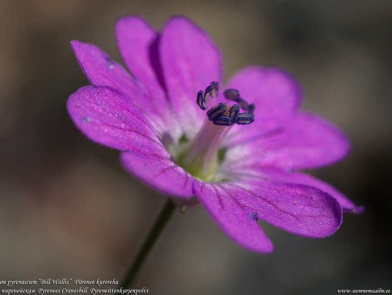 geranium-pyrenaicum-kurereha-billwallis