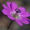 geranium-pyrenaicum-kurereha-billwallis.jpg
