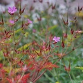 geranium-robertianum