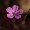 geranium robertianum2