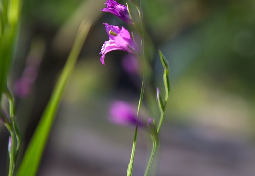 gladiolus-imbricatus-kuremook-apterus