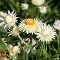 helichrysum-bracteatum-white-sun