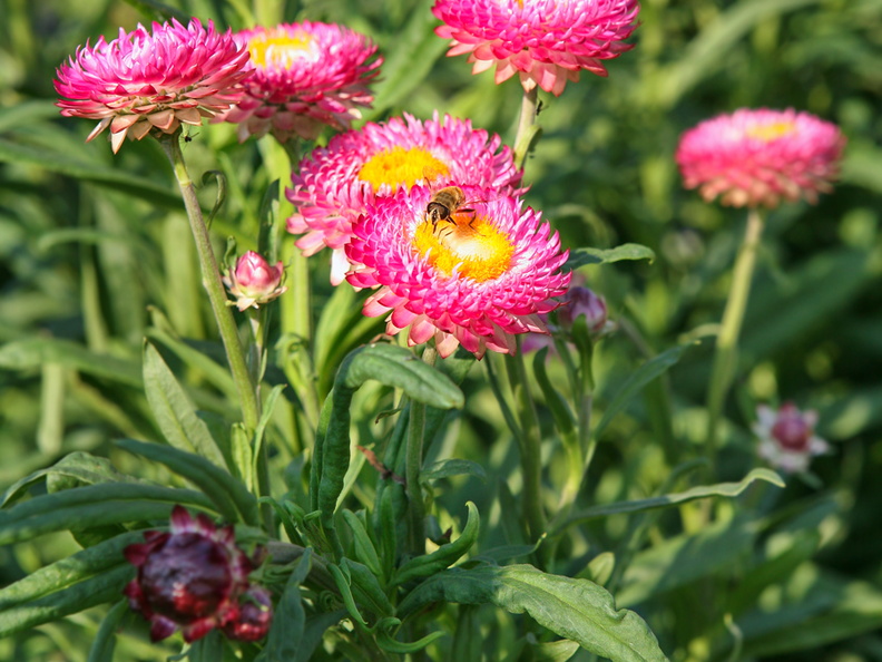helichrysum-russian-size