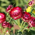 helichrysum-russian-size2