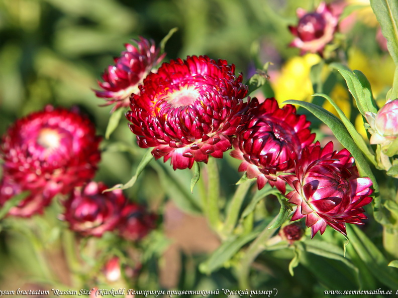 helichrysum-russian-size2