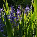 hyacinthoides-hispanica