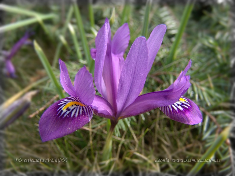 iris_reticulata.jpg