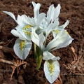 iris reticulata2