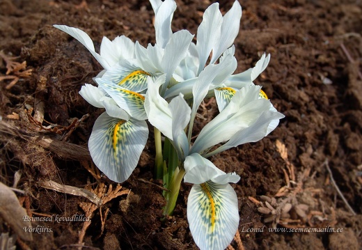 iris reticulata2