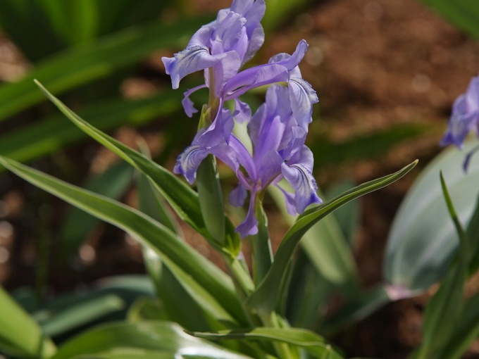 iris zenaidae