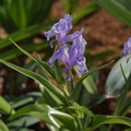 iris zenaidae