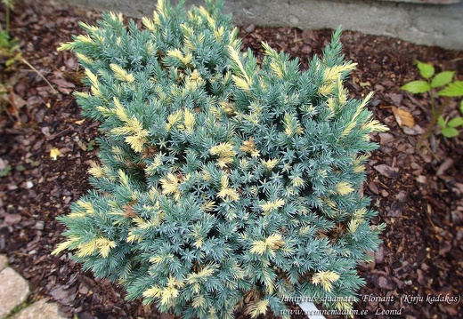 juniperus squamata floriant