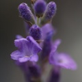 lavandula-angustifolia-tahklavendel-lavender