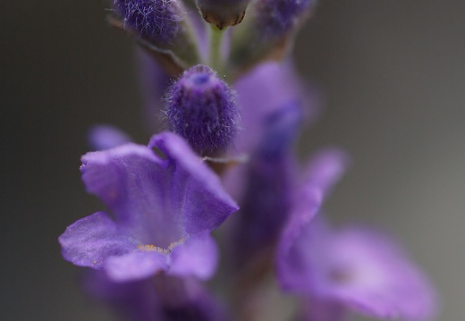lavandula-angustifolia-tahklavendel-lavender