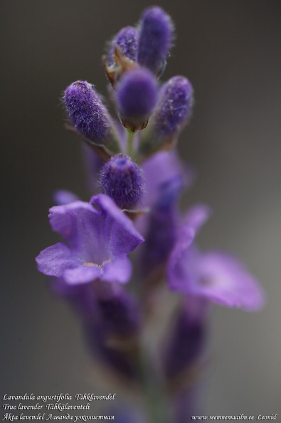 lavandula-angustifolia-tahklavendel-lavender.jpg