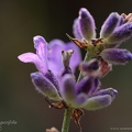 lavandula angustifolia3a