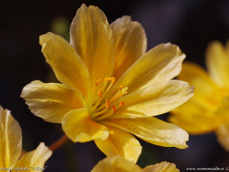 lewisia-cotyledon-yellow