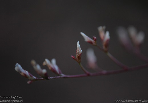 limonium latifolium