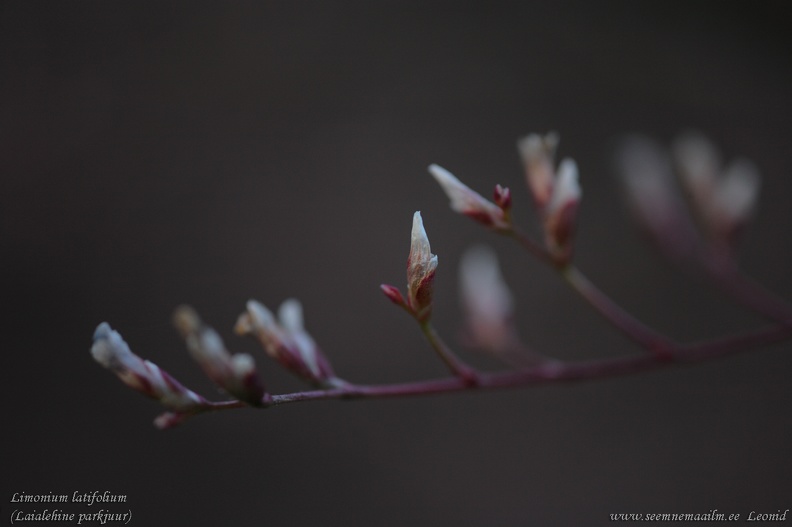limonium_latifolium.jpg