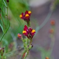 linaria-reticulata-flamenco