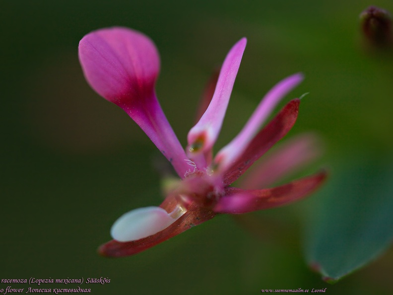 lopezia-racemosa-saaskois-mosquito-flower
