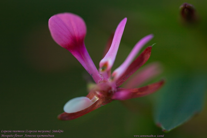 lopezia-racemosa-saaskois-mosquito-flower.jpg
