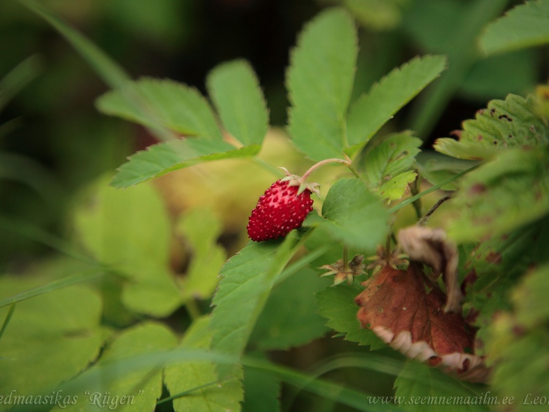 maasikas rjugen