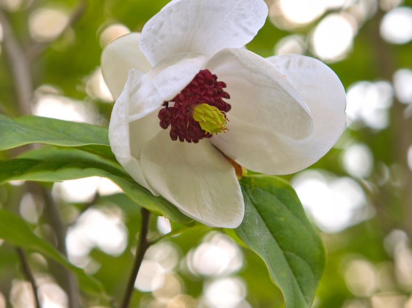 magnolia-sieboldii