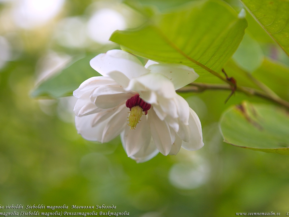 magnolia-sieboldii-magnoolia