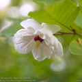 magnolia-sieboldii-magnoolia
