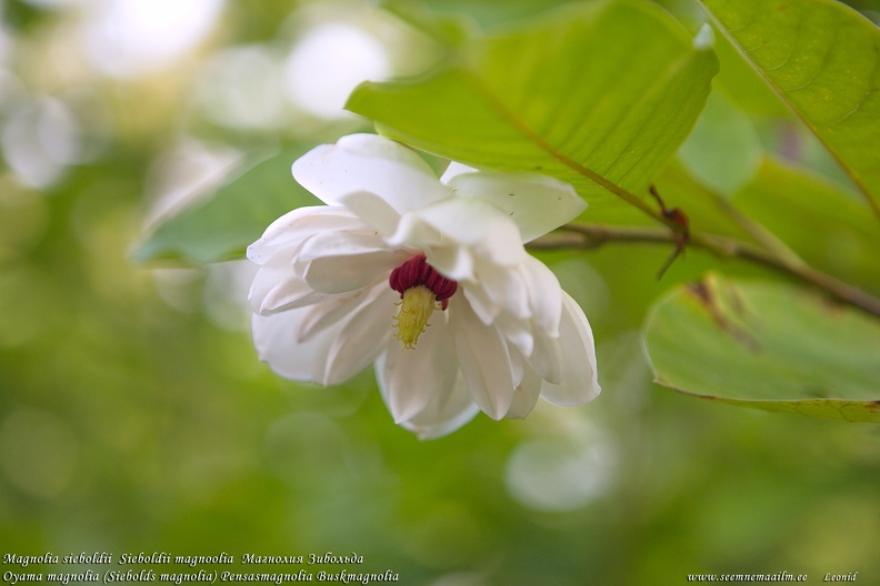 magnolia-sieboldii-magnoolia.jpg