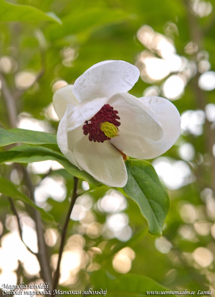 magnolia-sieboldii.jpg